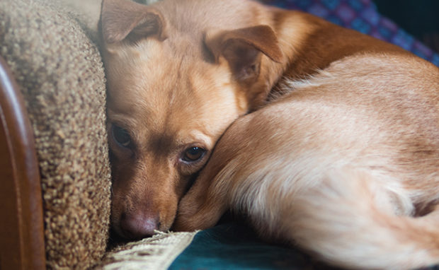 CBD Oil for Dogs: Everything You Need to Know