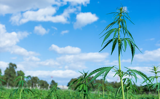 cannabis ruderalis field
