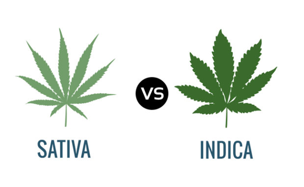 cannabis indica vs cannabis sativa