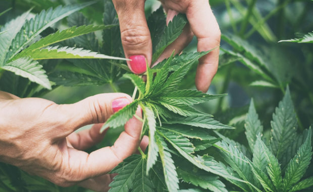 cannabis plant cbd effects
