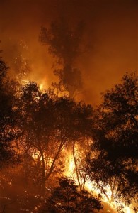 Flames from the Butte Fire consume trees as it burns near San Andreas, Calif.,  Friday Sept. 11, 2015.(AP Photo/Rich Pedroncelli)