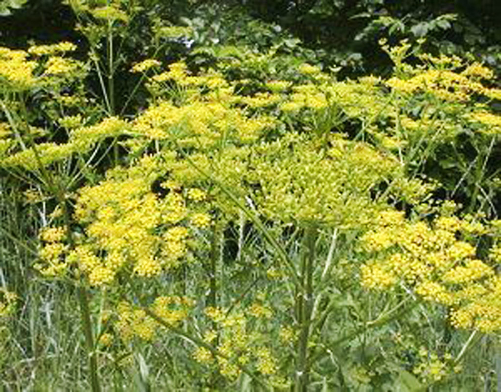 Poison parsnip causes severe burns, blisters on woman's legs | Inquirer