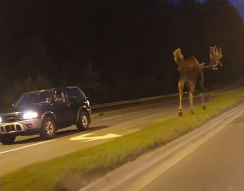 Giant moose takes a stroll along Alaska highway Inquirer