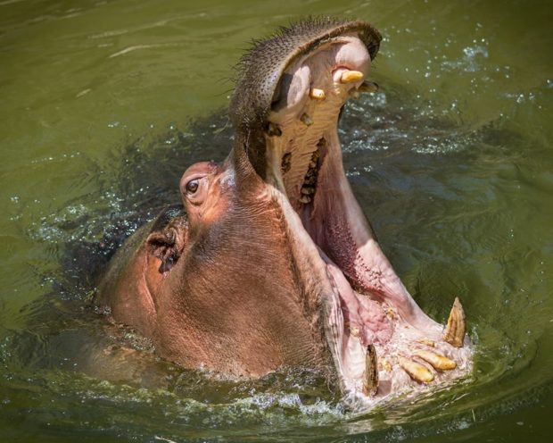hippopotamus, zoo