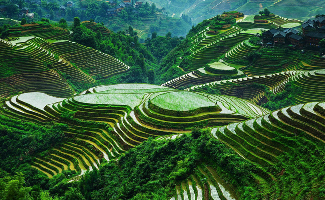 Banaue Rice Terraces