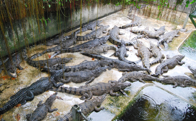 The Crocodile Farm and Nature Park