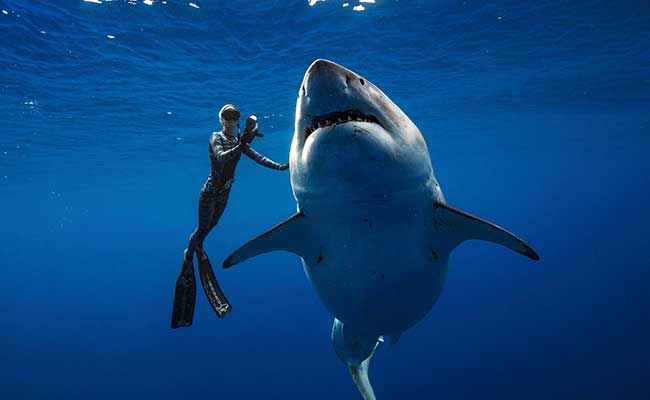 huge-great-white-shark