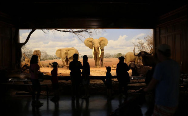 African Mammal Hall