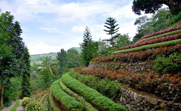 See the Philippines' First-Ever Terraced Flower Garden