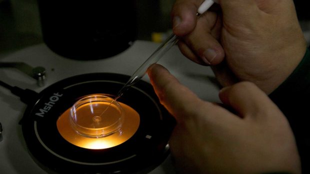 Scientists Back Temporary Global Ban on Gene-Edited Babies