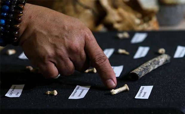 New Human Cousin's Bones: More Digging Planned for Philippine Cave