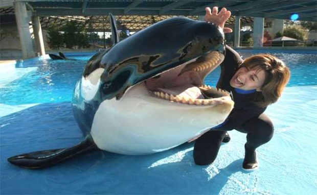 SeaWorld Ex-Executive Pleads Guilty to Insider Trading