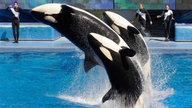 SeaWorld Ex-Executive Pleads Guilty to Insider Trading