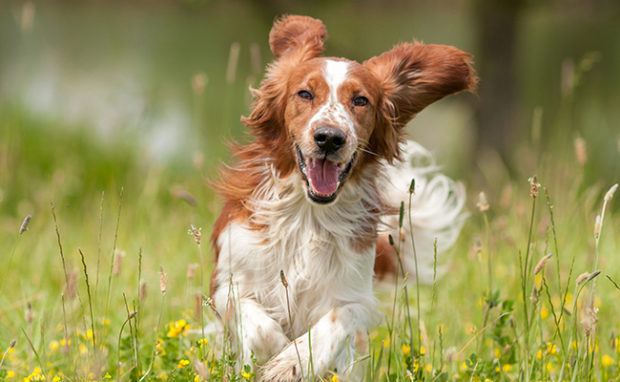 CBD Oil for Dogs: Everything You Need to Know