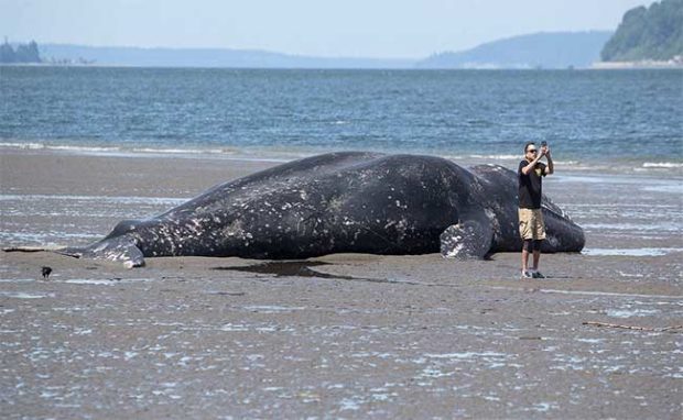 San Francisco Has Seen 13 Dead Whales Wash Ashore