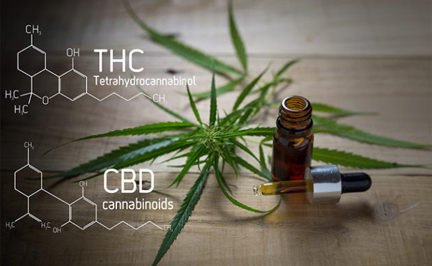 CBD vs. THC