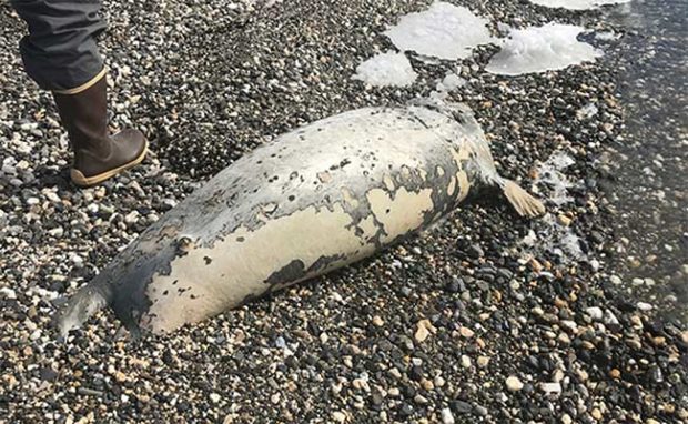 Why Are Dead Seals Washing up on Alaskan Coast?