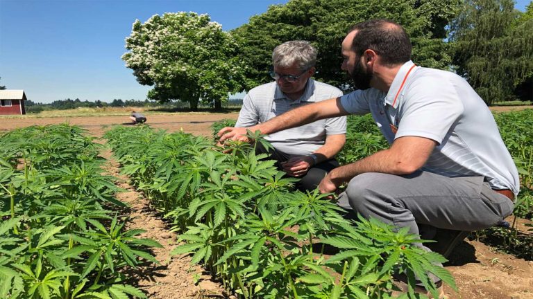 Does the Hemp Industry in More Structure? the Future of U.S. Hemp