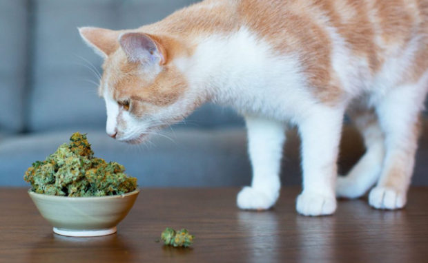 Why Use CBD To Treat Cats With Anxiety