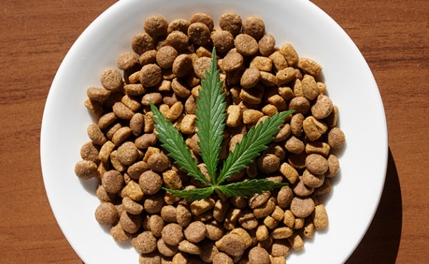 Amazon CBD: Best CBD Treats for Dogs & Cats on Amazon ...