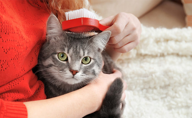 Cat Grooming and Cleaning Supplies Under $25