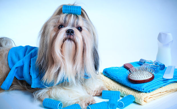 Dog Grooming and Cleaning Supplies Under $25