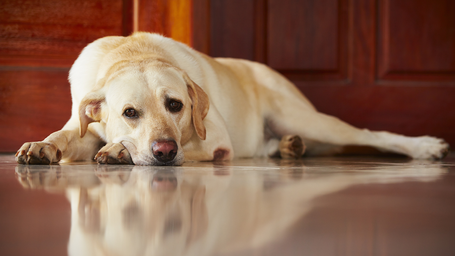 How to Treat Your Dog's Separation Anxiety Early Sings and Solutions