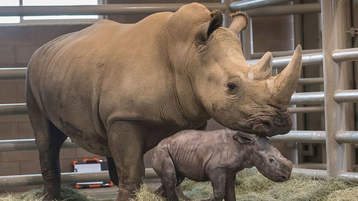 San Diego Zoo Announces Birth of Rare White Rhino | Inquirer