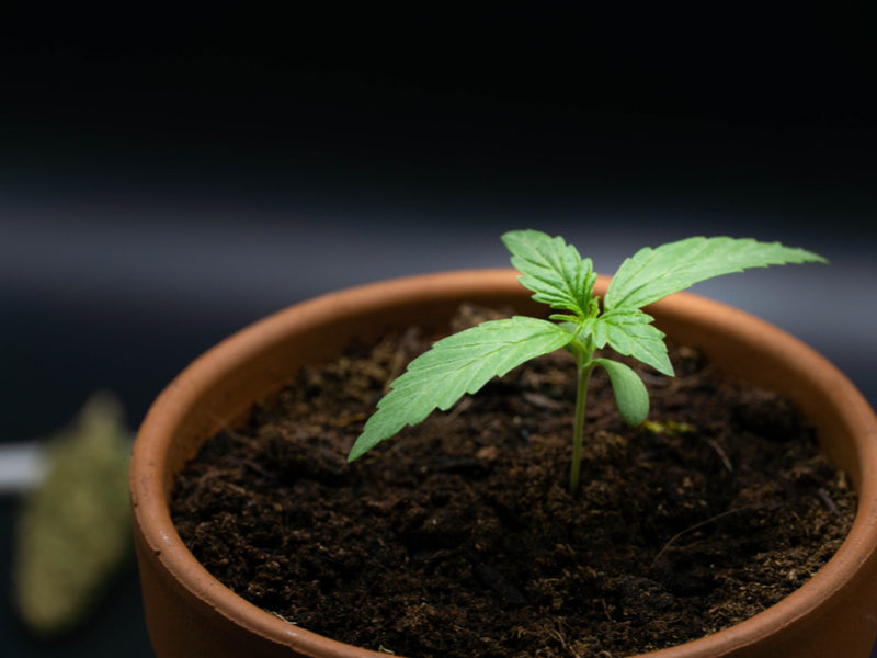cannabis plant, cbd health benefits