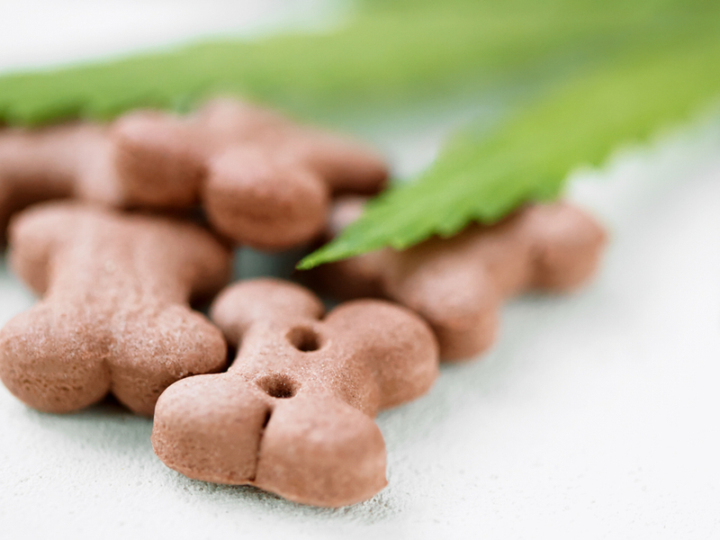 cbd oil for dogs
