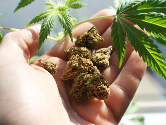 Recreational Marijuana California