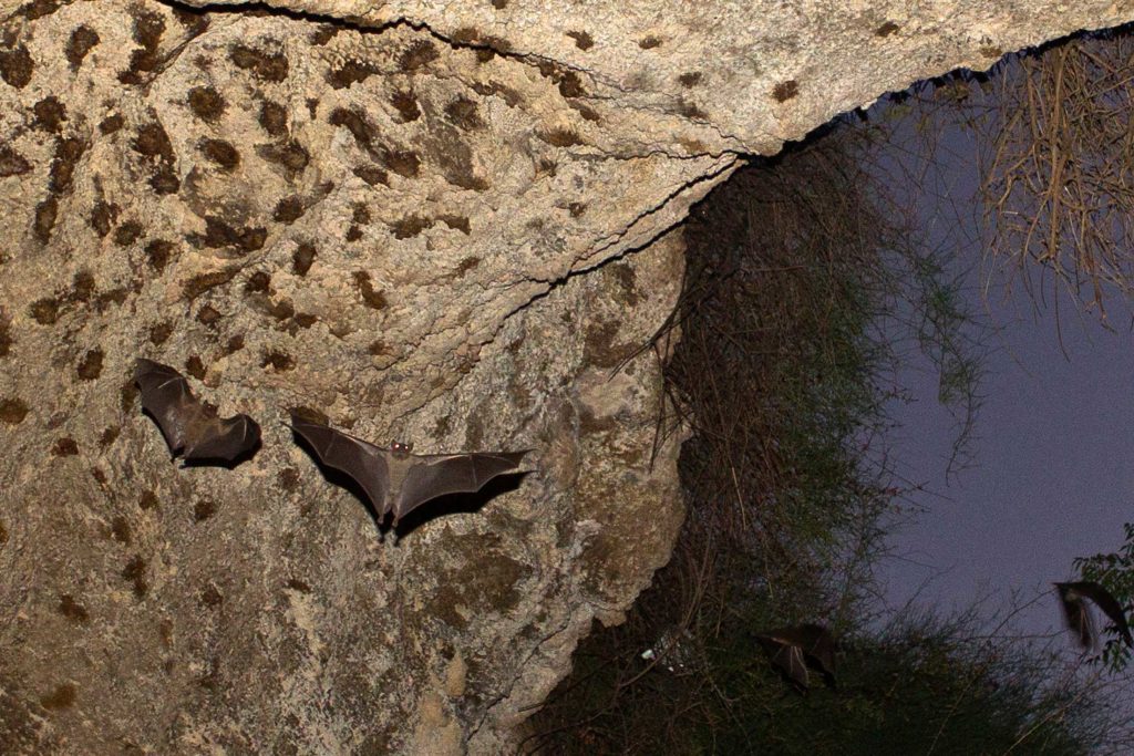 Bats fly in a cave in Herzliya, near Tel Aviv July 31, 2012.REUTERS/Nir Elias