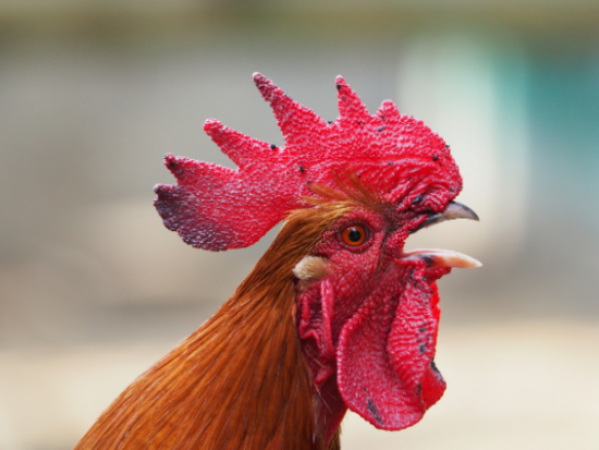 Is organic chicken healthier?