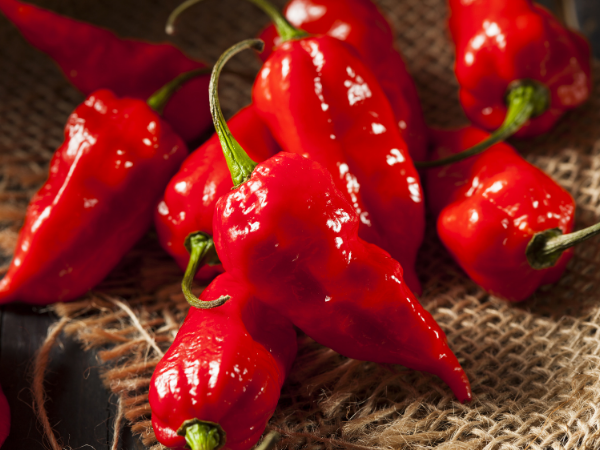 What are the top 10 hottest peppers?