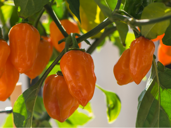 Red Savina Habanero