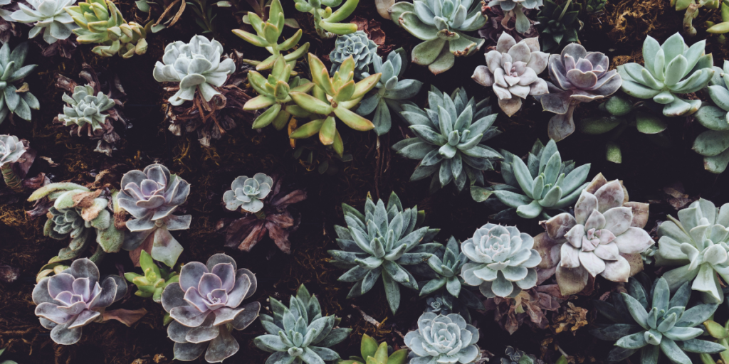 How to plant succulents