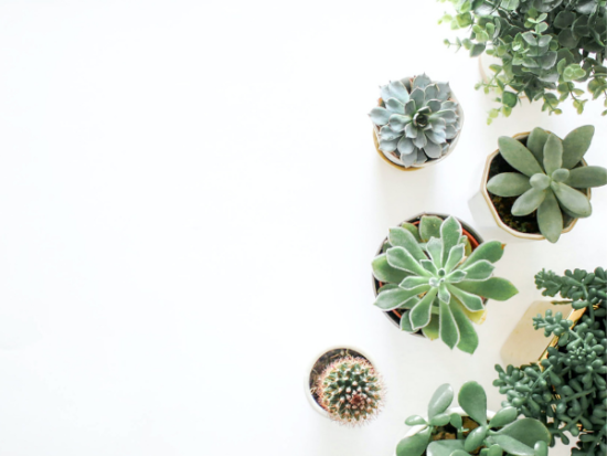 Can you use regular potting soil for succulents?