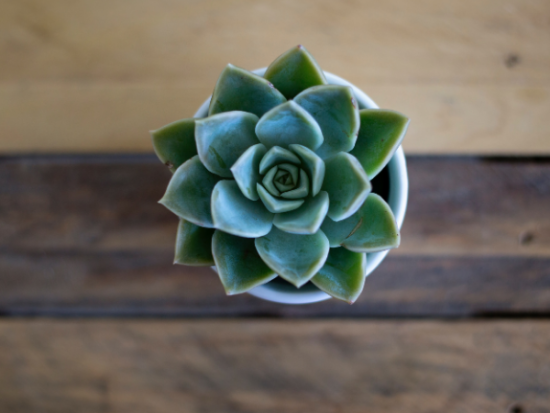What is the Best Way to Plant Succulents?