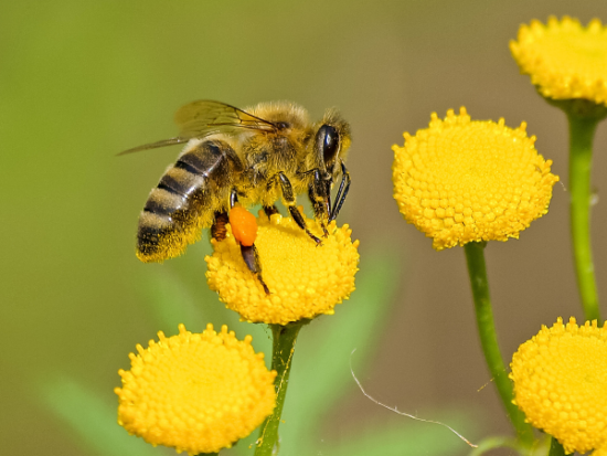 Do Bees Make Honey from Pollen?