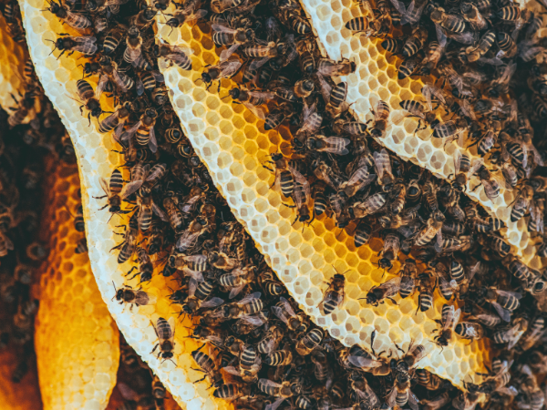 How do bees make honey from nectar? | What to Know