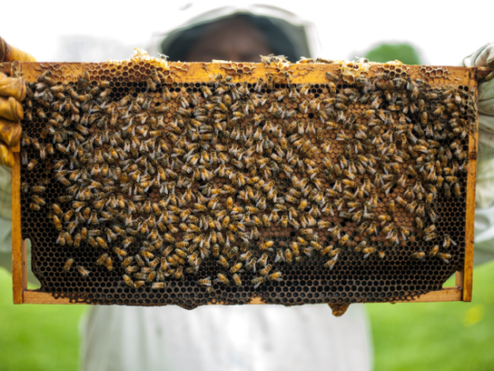 How Do Bees Make Honey? Here's How!