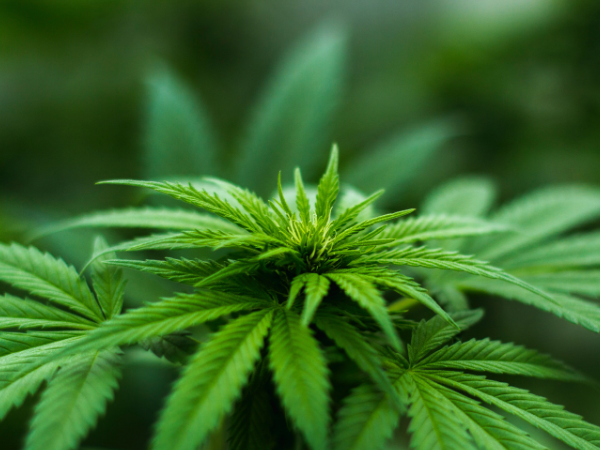 Cannabis awareness: Benefits & Risks