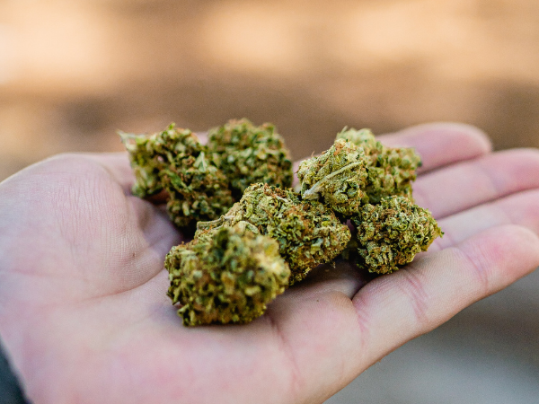 Growing moves to make marijuana legal