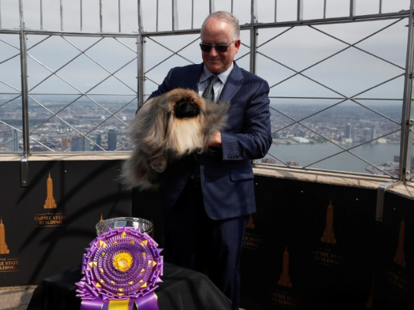 Pekingese won Westminster Dog Show showcasing soulful eyes with pride