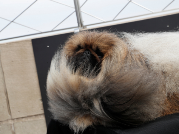 Pekingese won Westminster Dog Show showcasing soulful eyes with pride