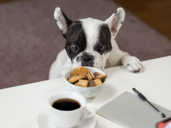 Is a restrictive vegan diet bad for dogs?