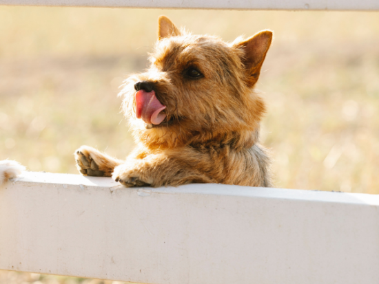 What are the four smallest breeds of dogs?