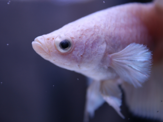 How do you know if a betta fish is healthy?