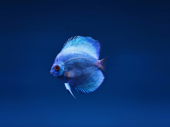 How long do betta fishes live?