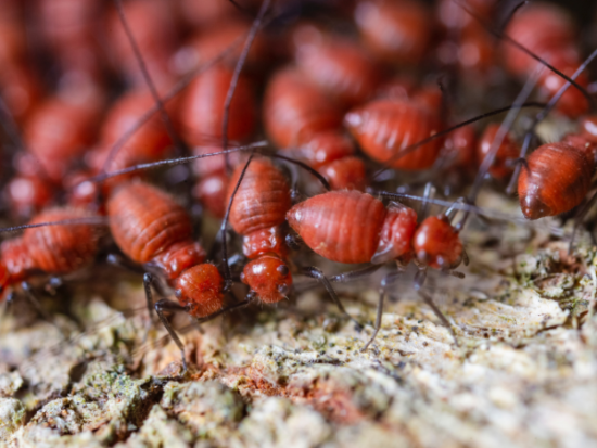 What is the fastest way to get rid of termites?